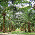 SuperSurv Selected by Agricultural Company Socfinco (from import)