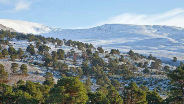 Native Woodland Survey of Scotland (from import)