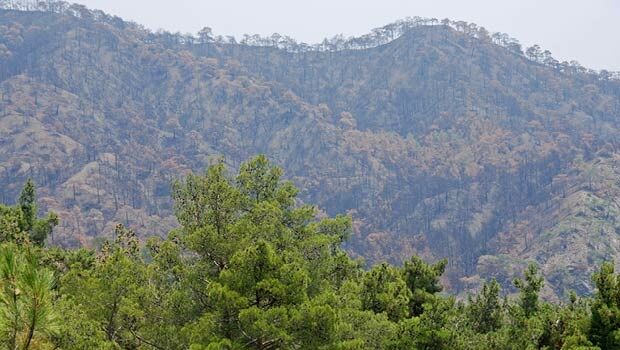 See the wood and the trees  (from import)