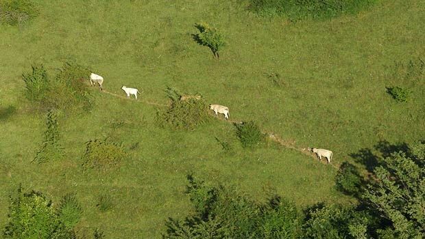 Follow the herd  (from import)