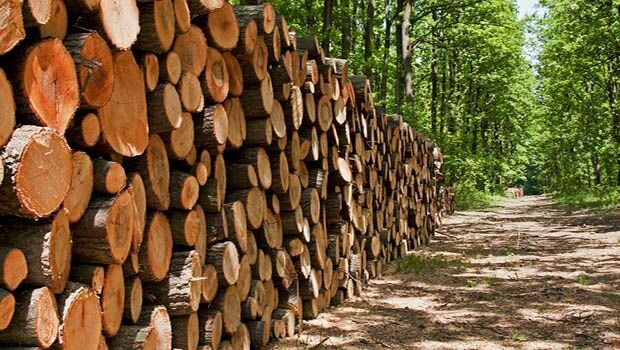 Can’t see the wood  (from import)