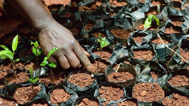 Caring for the planet’s lungs  (from import)