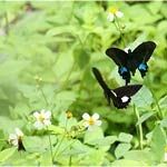 Conserve Biodiversity with GIS - Kaohsiung City Biodiversity Database  (from import)