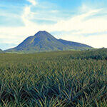 QuestUAV Agri helps increase lifetime of world’s largest pineapple plantation (from import)