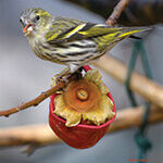 SuperSurv Assists the Bird Survey in France (from import)