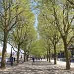 Impact of Green Infrastructure on City Centre Traffic Pollution (from import)