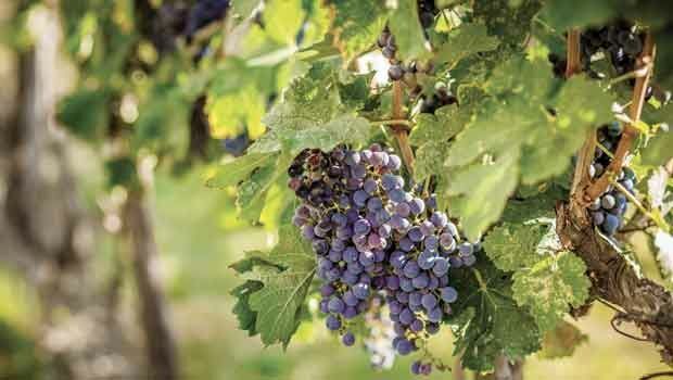 Space-age viniculture (from import)