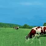 Dairy farmers to benefit from satellite data (from import)