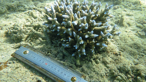 Diving into underwater photogrammetry (from import)