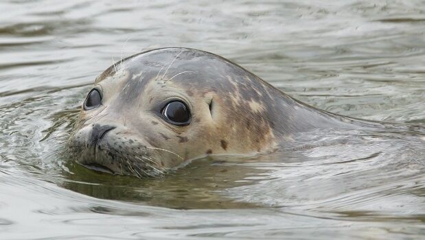 ABPmer delivering seal deterrent project to reduce depredation of fishermen’s catches (from import)