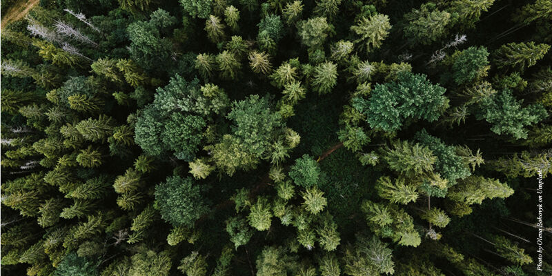 Olena bohovyk 3 Bl VI Lvh9h M unsplash thumbnail