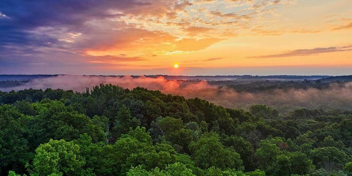 Rainforest 800x400