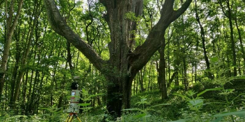 Riegl trees 800x400 1