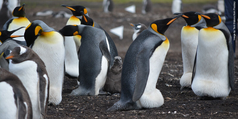 U z3u7n7e7 penguins 5414467 THUMBNAIL