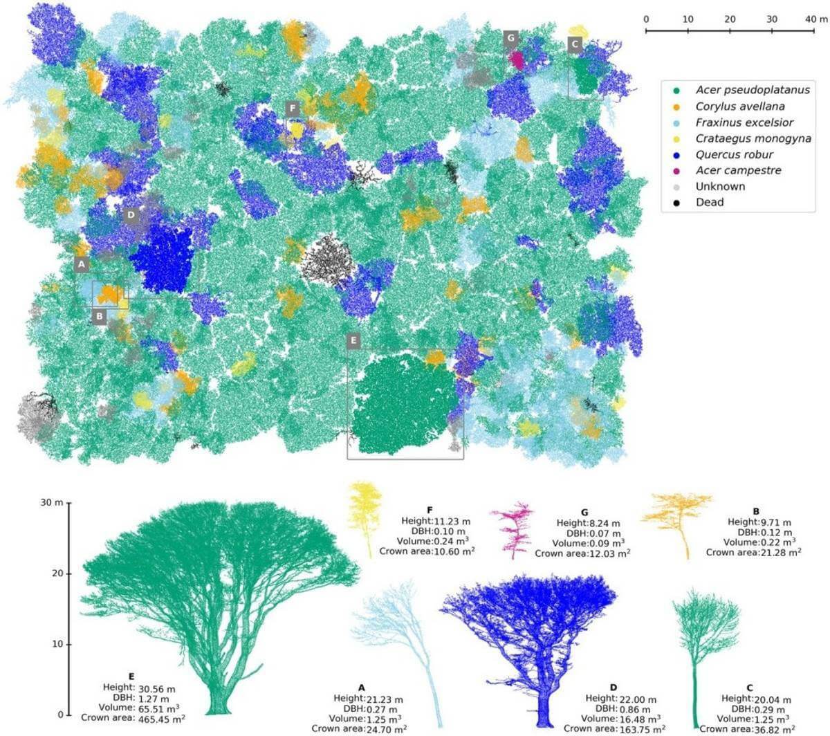 riegl trees 1200